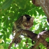 Chatouille